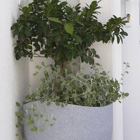 Apartment Ana